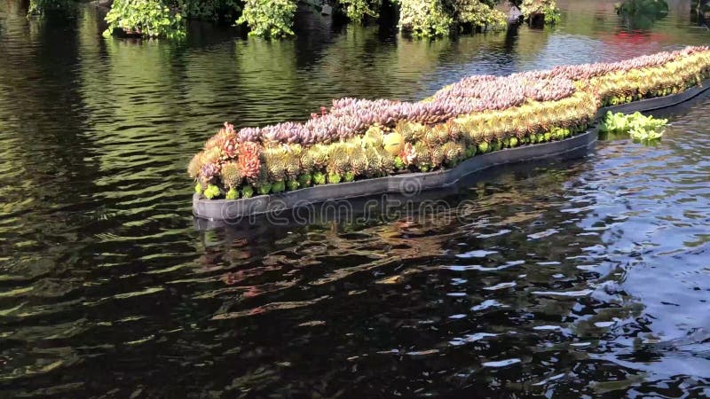 View of an alligator or crocodile and waters in Gatineau