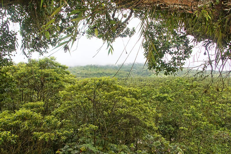Amazon Rainforest Canopy & Vegetation with Heavy Fog Stock Photo - Image of  rainforest, scene: 160769020