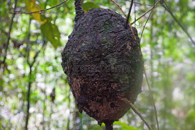 A view of an Arboreal Termite nest hanging from a tree