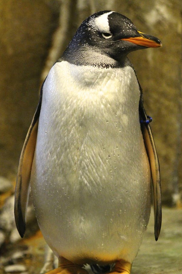 Gentoo Penguin welcomes you to the Montreal Biodome Arctic area. Gentoo Penguin welcomes you to the Montreal Biodome Arctic area.