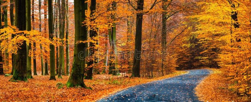 View of asphalt road in beautiful golden beech forest during autumn