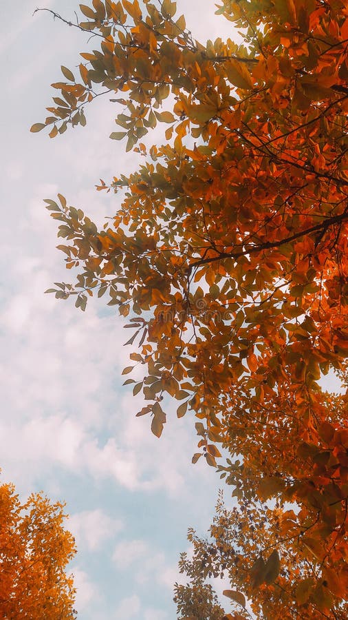 View of Autumn Leaves in Georgia Stock Image - Image of autumn, view ...