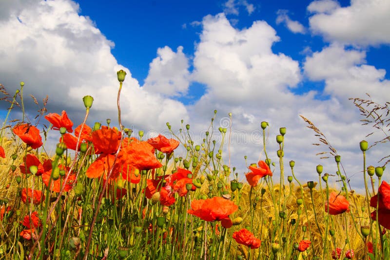 View on barley grass field in summer with red corn poppy flowers Papaver rhoeas against blue sky with scattered cumulus clouds