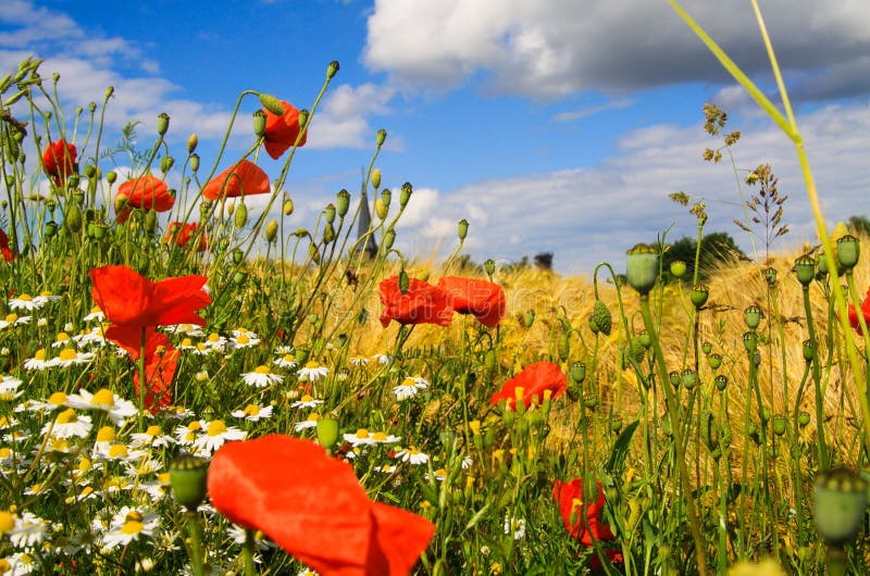 View on barley grass field in summer with red corn poppy flowers Papaver rhoeas against blue sky with scattered cumulus clouds