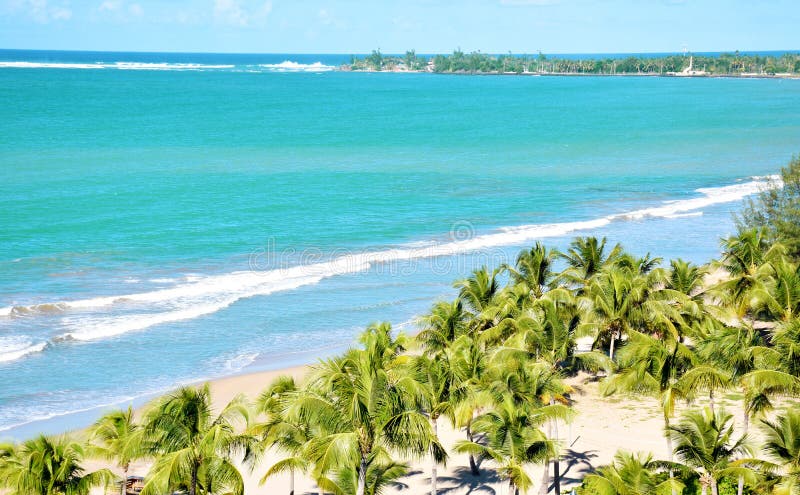 View of the beach with palm trees and blue sky