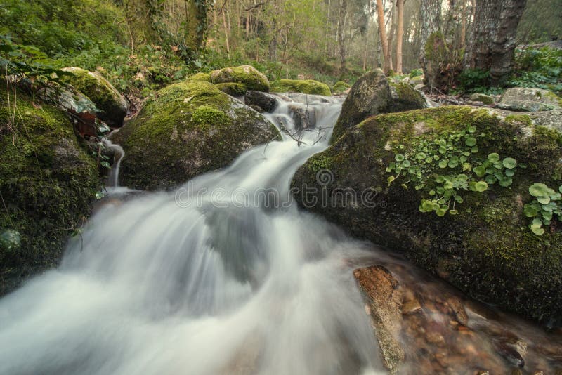 Healthy forest river