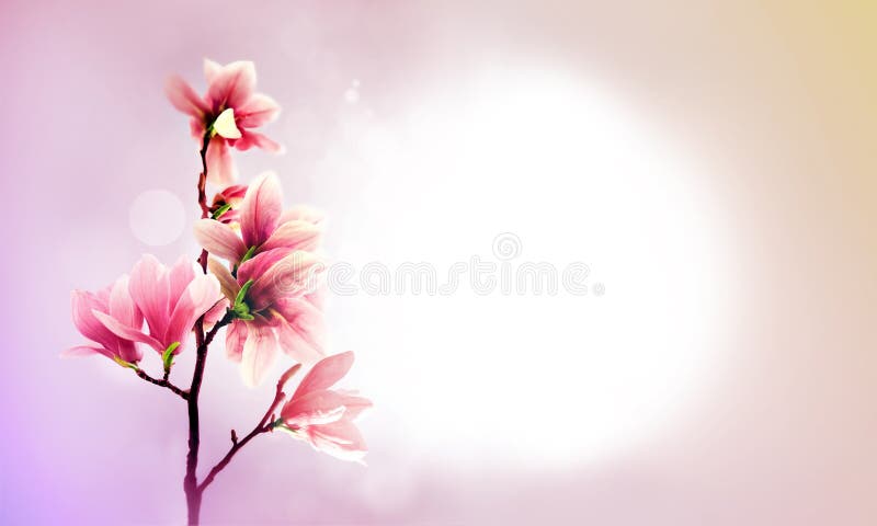 Beautiful Spring Nature Background with Lovely Blossom, Petal a on ...