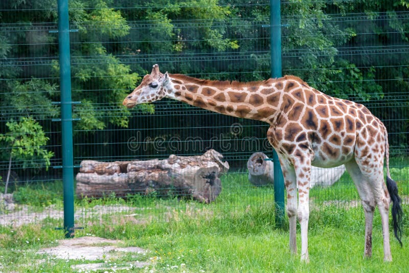 Rothschild`s giraffe or Giraffa camelopardalis rothschildi walks in captivity
