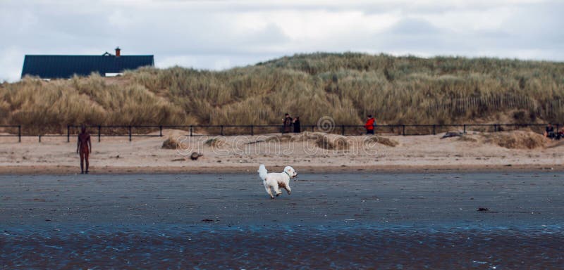 View of a beautiful small dog running on a wet sandy ground stock photo