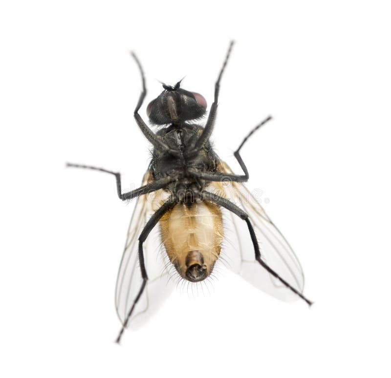 View from below of a House fly, Muscidae, isolated on white