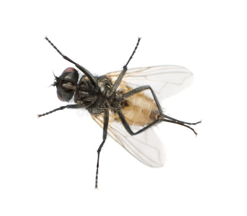 View from below of a House fly, Muscidae, isolated on white