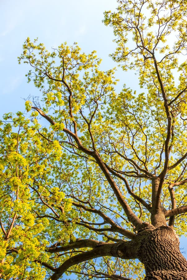 A View from Below of a Huge Tree. Sunlight in the Deciduous Forest