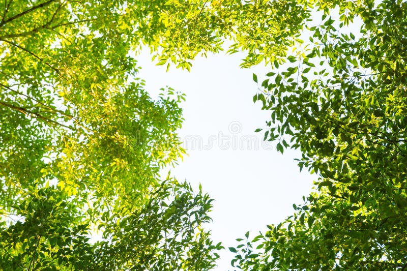 Top view with tree branch and blue sky royalty free stock image Top view with tree branch and blue sky royalty free stock image