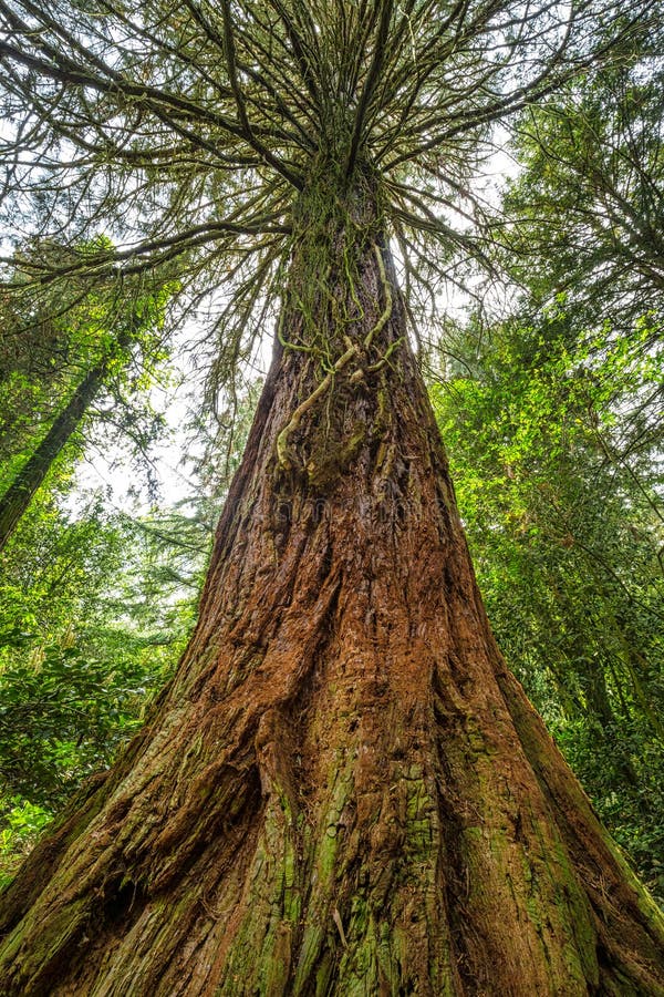 Pohled zdola na strom sekvojovec obrovský latinský název Sequoiadendr