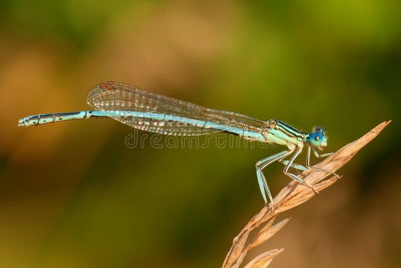 View into big blue eyes damselfly close-up