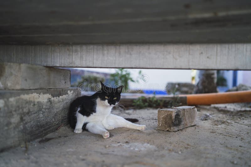 View of a black and white cat under a bench on the beach stock image