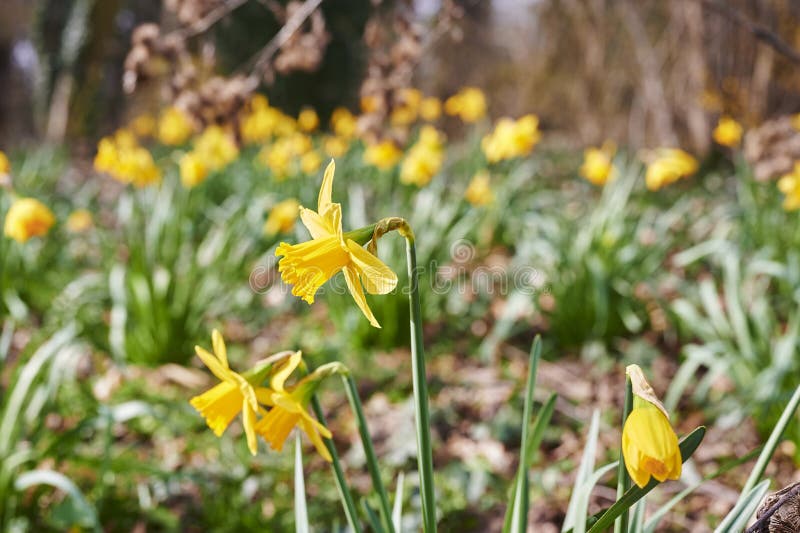 Blooming Daffodils, Which are Spread Out in Clusters in a Garden Stock