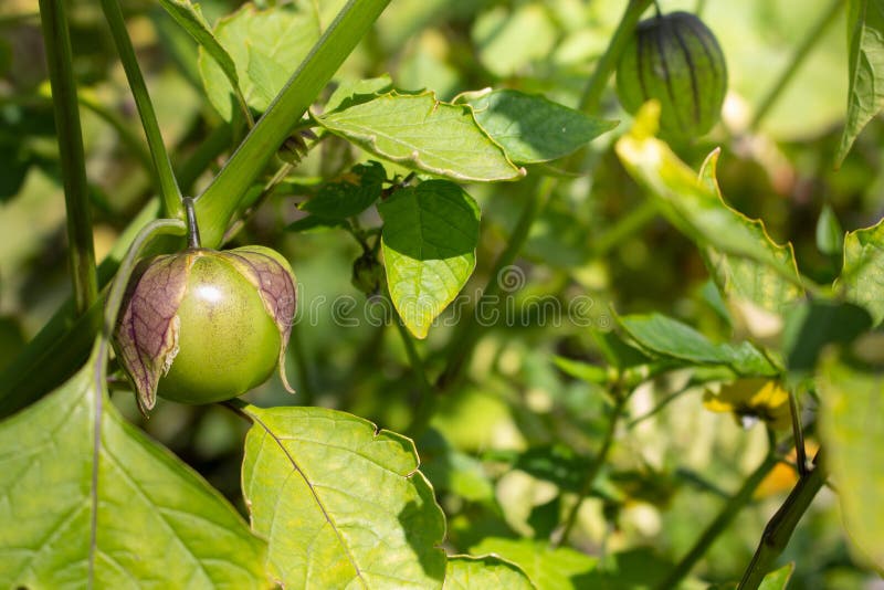 Garden tomatillos stock image. Image of leaves, crop 254814753