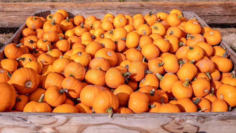 Box full of little orange pumpkins at a farmers market royalty free stock photos Box full of little orange pumpkins at a farmers market royalty free stock photos
