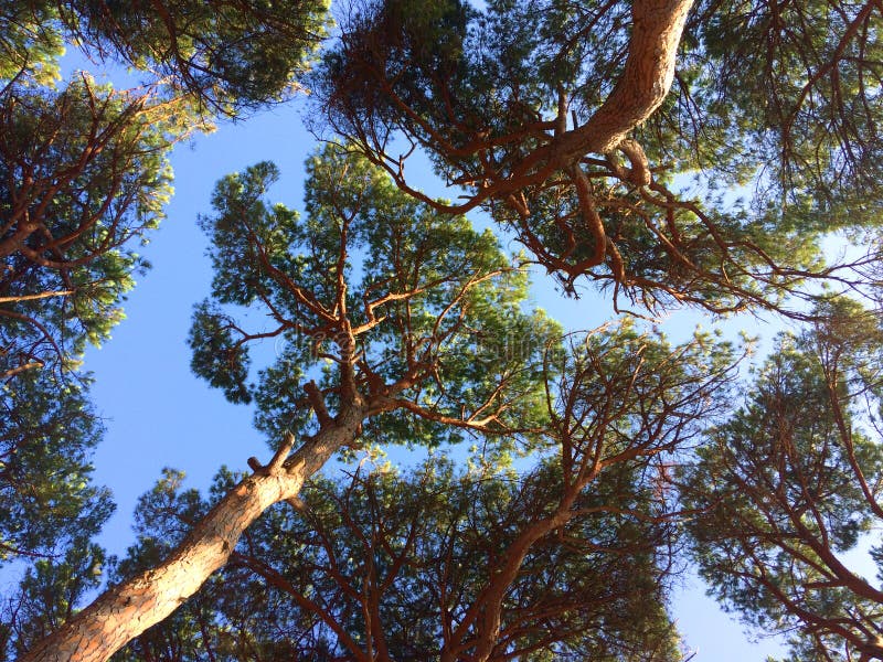 View of canopy of a forest of pines Pinus pinea stock photo