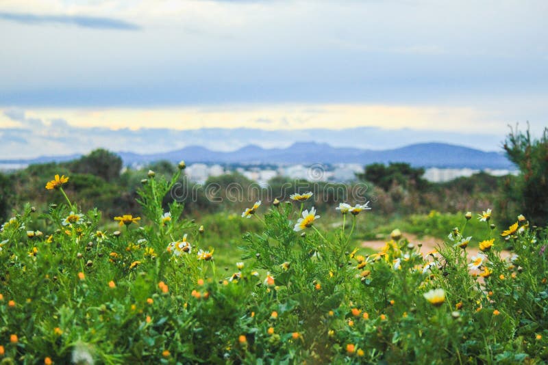View of Cap Punta De N`Amer nature park in Cala Millor, Mallorca, Spain