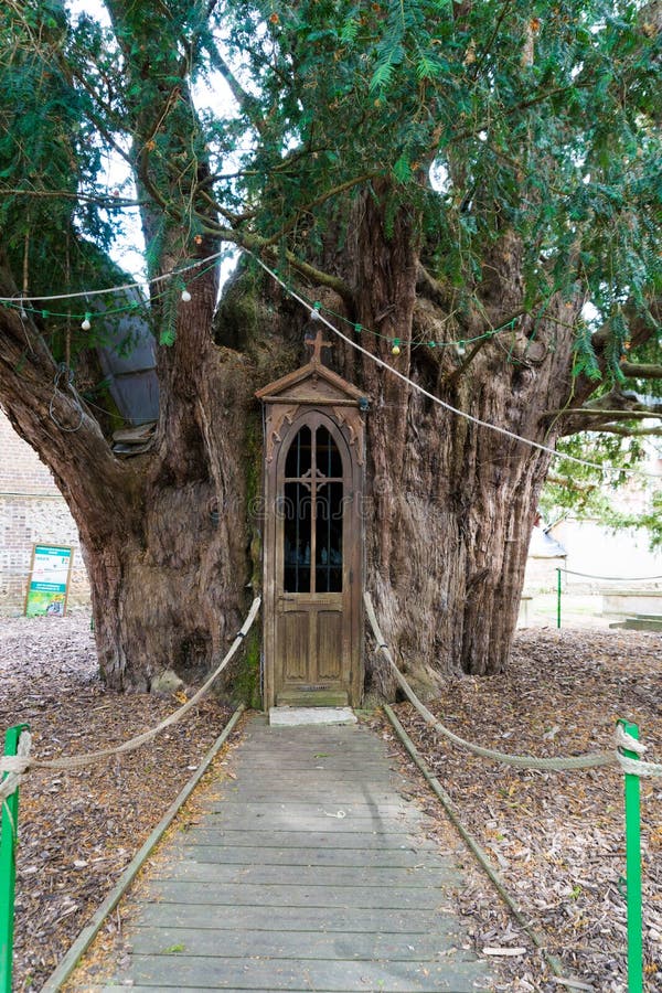 View of the chapel inside giant old yew tree in La Haye-de-Routot