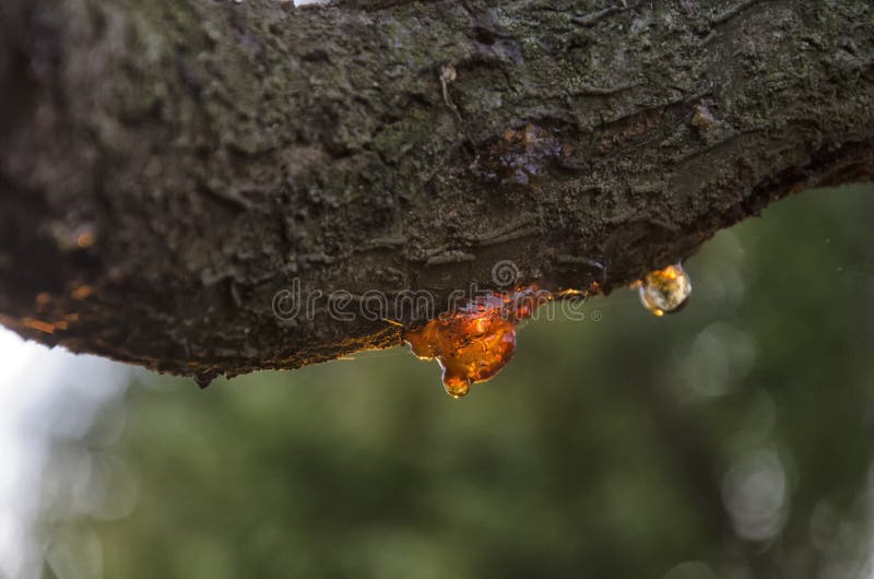 Cherry Tree Full of Vegetable Resin Stock Photo Image of plant, amber