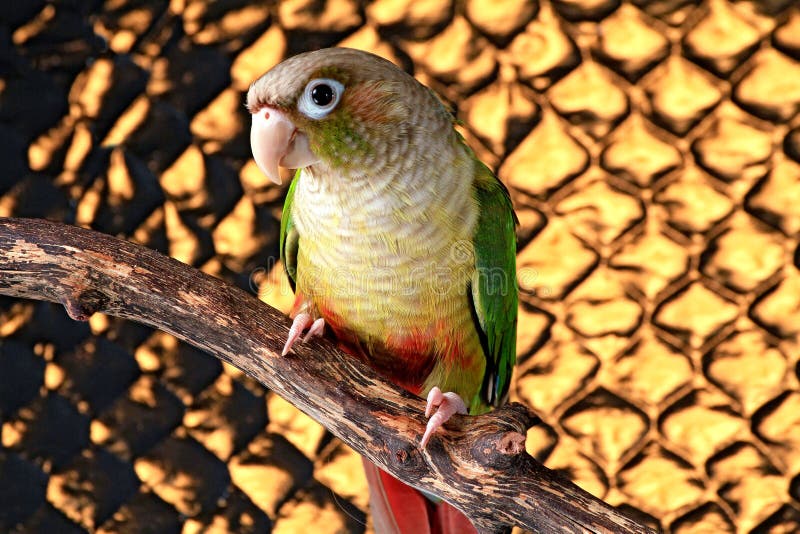 View of a Cinnamon GreenCheeked Conure Perching on a Branch before the