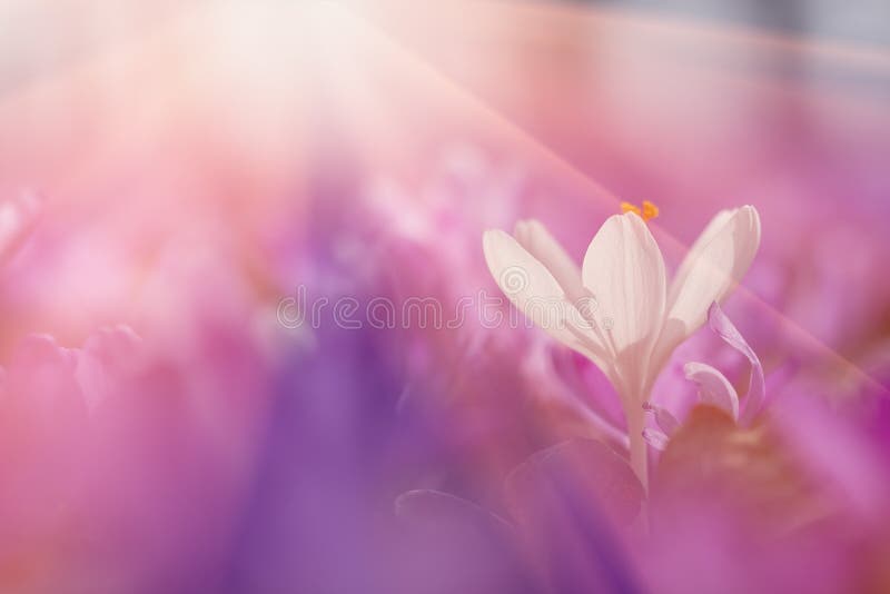 View of close-up magic blooming spring flowers crocus in amazing sunlight. Beautiful spring. Beautiful nature landscape. Magic royalty free stock image View of close-up magic blooming spring flowers crocus in amazing sunlight. Beautiful spring. Beautiful nature landscape. Magic royalty free stock image