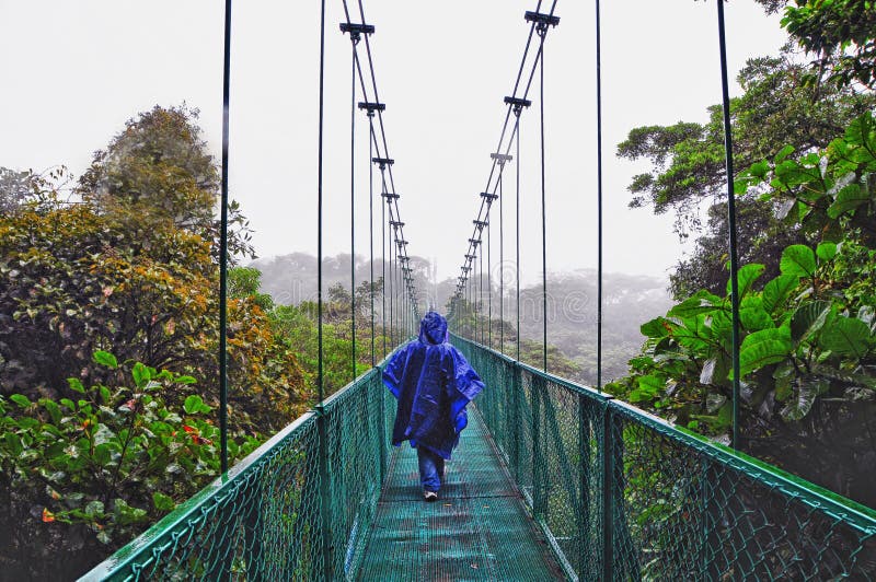 View of the cloud forest canopy