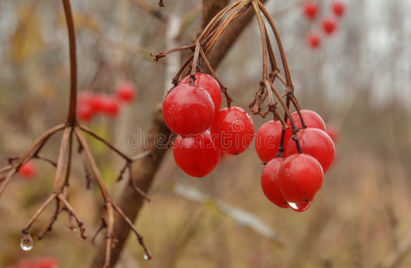 Bittersweet Nightshade Berries In Winter Stock Image - Image of edible ...