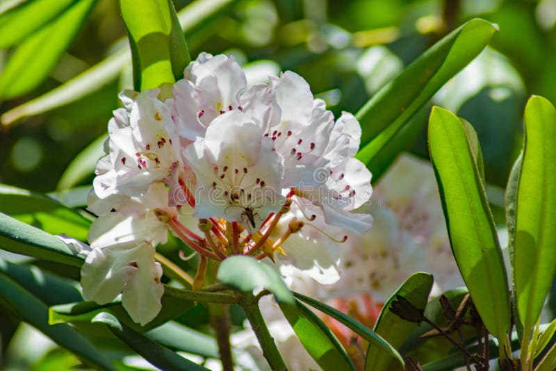 Cluster of White Rhododendron Wildflowers