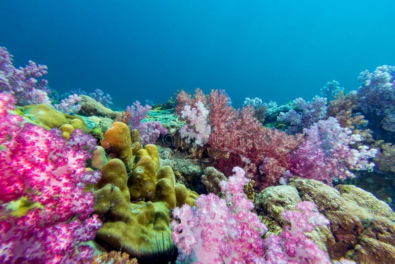 Colorful Soft Coral Under the Sea Stock Photo - Image of anemone, deep ...