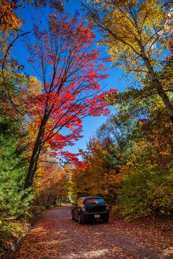 View of colorful trees during Autumn season