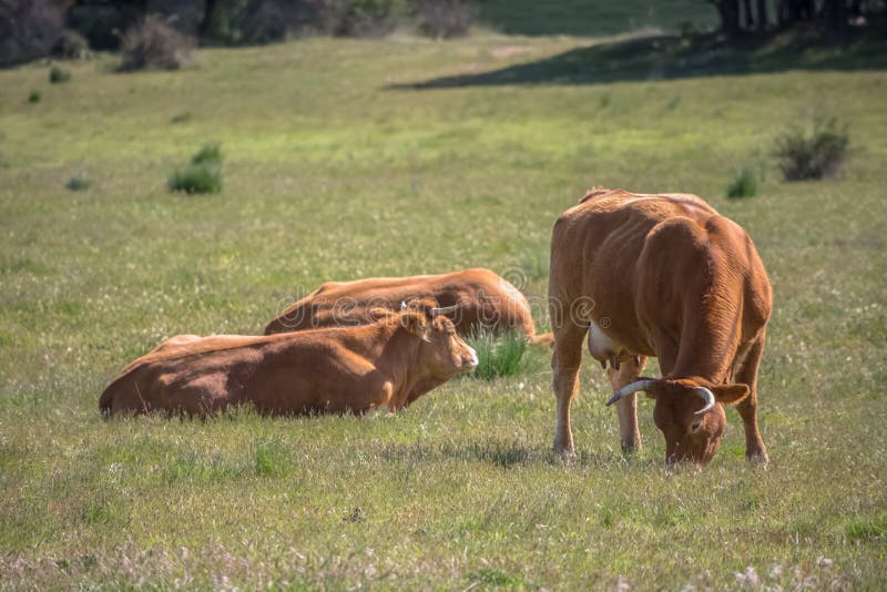 View of Cows Lying and Eating in Pasture, Beef Cattle, Spanish Farmland