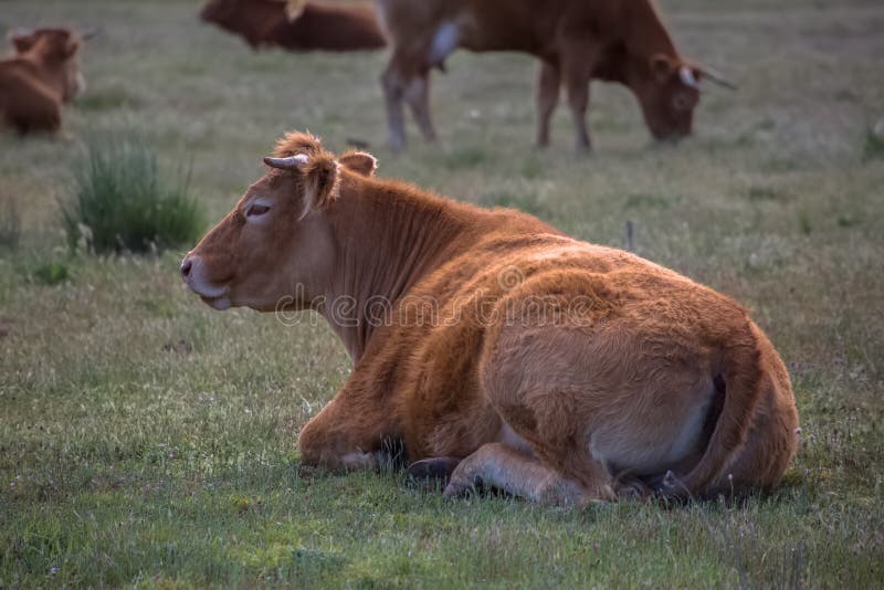 View of Cows Lying in Grass Pasture, Beef Cattle, Spanish Farmland