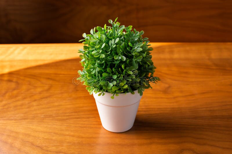 Decor plant and table stock image. Image of plastic 192750379