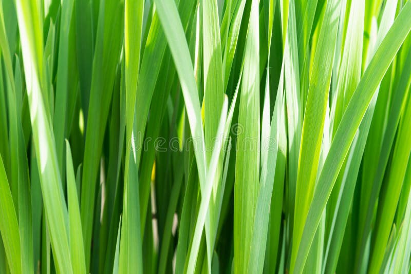 View of the dense tall green grass. Concept background, plants royalty free stock photo View of the dense tall green grass. Concept background, plants royalty free stock photo