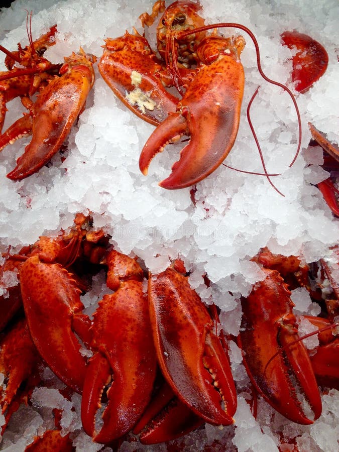 Cooked lobsters stock photo. Image of cold, cooked, display 116436202