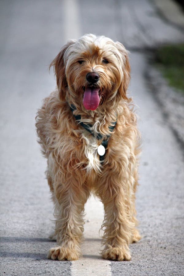 Domestic dog on the sideroad