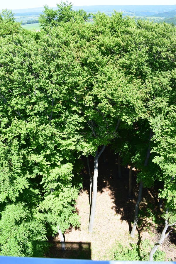 View down to light green forest stock image