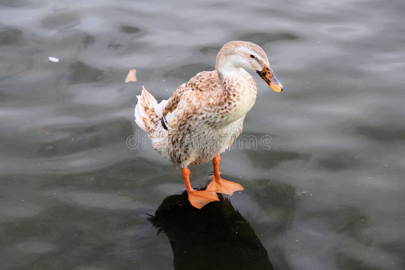 A view of a Duck