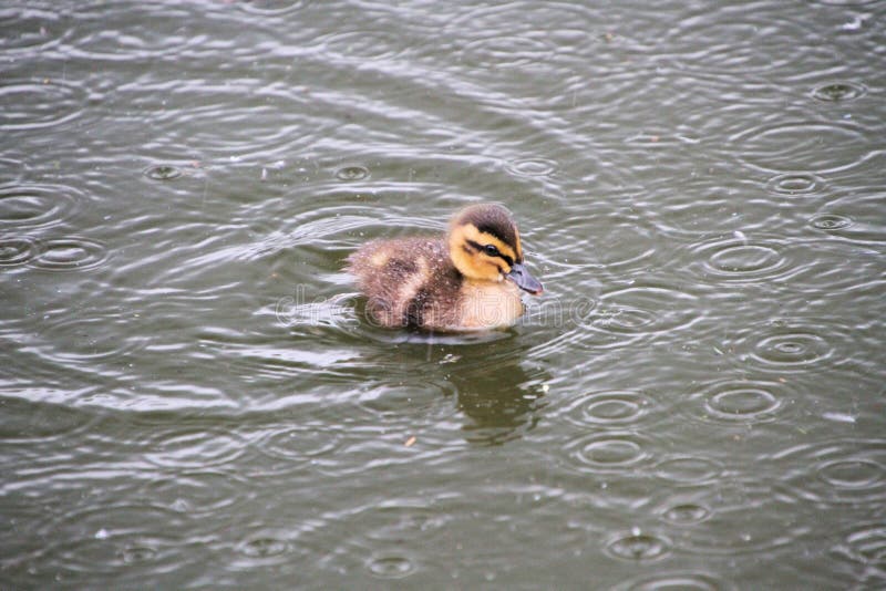A view of a Duckling