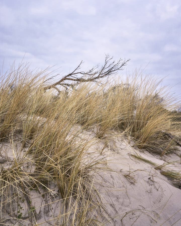 View of the dune with dune grass and tree stock image View of the dune with dune grass and tree stock image