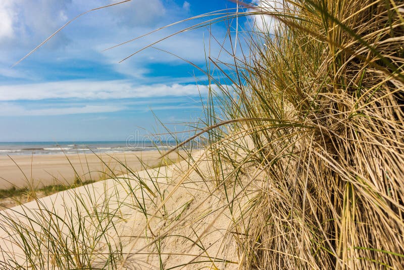 View from dunes to the beach on a sunny day, through dune grass in northern holland.