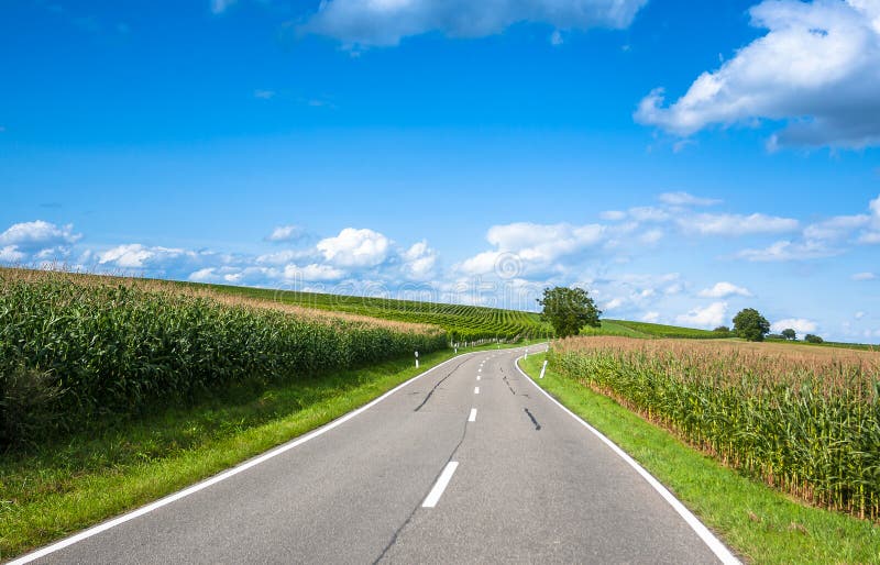 View of empty road with cornfield and trees royalty free stock photos View of empty road with cornfield and trees royalty free stock photos