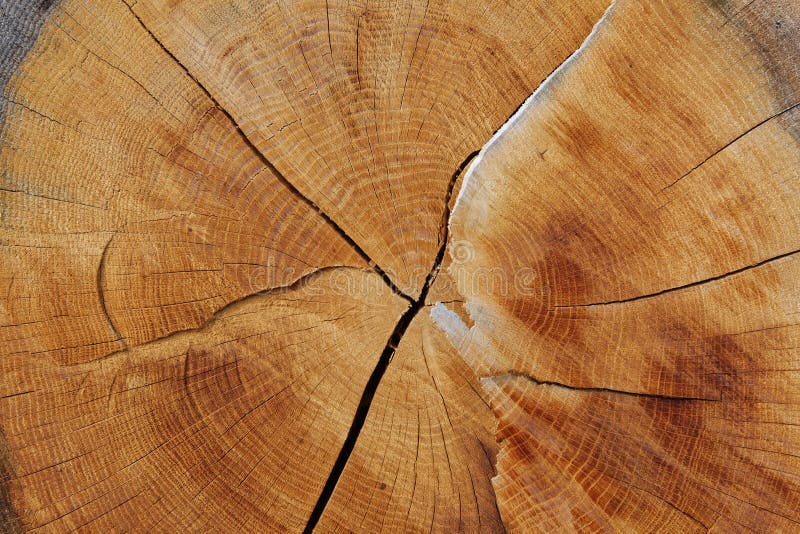 View from the end of the trunk section closeup