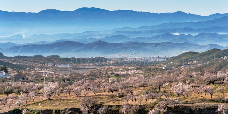View of a Field of Almond Trees