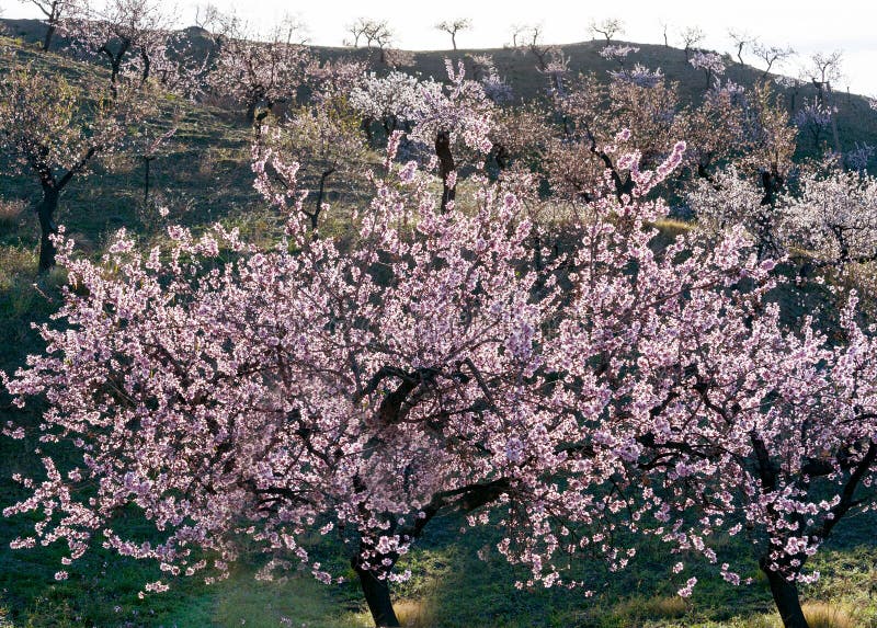 View of a Field of Almond Trees