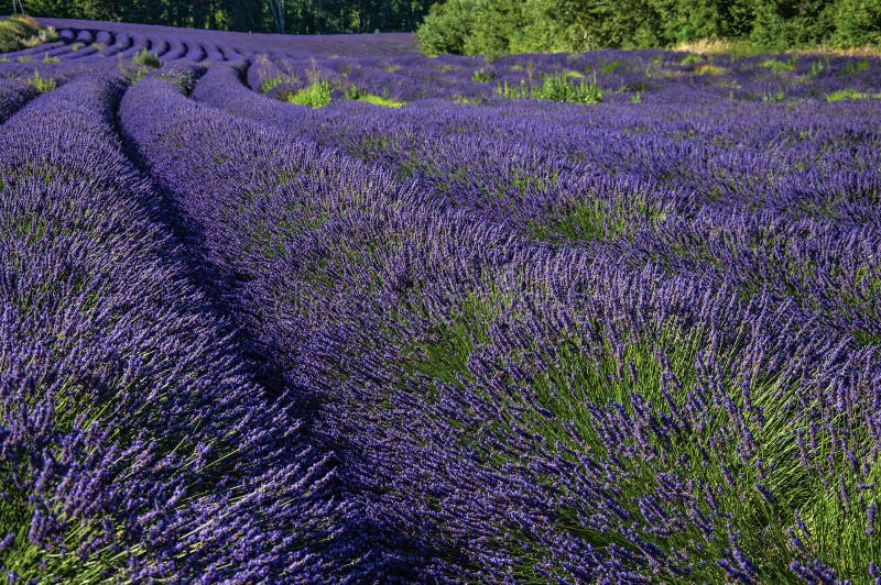 View of field of lavender flowers under sunny sky, near the village of Roussillon. Located in the Vaucluse department, Provence region, in southeastern France.